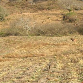 Manejo integral de la microcuenca - Rancho Aimbo - Quebrada Uruguay - Bolivia